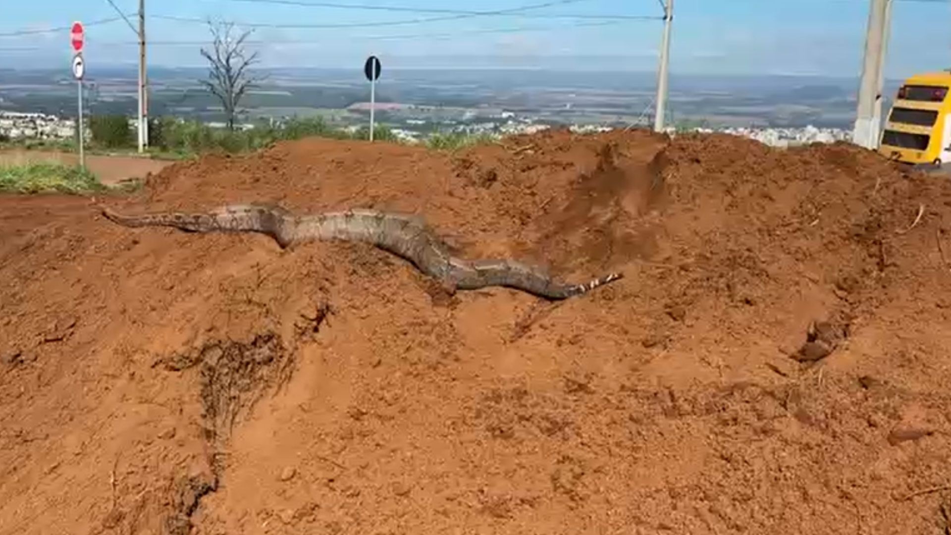 VÍDEO: Jiboia de 1,5 metro é achada por operários durante limpeza de lote vago em Patos de Minas