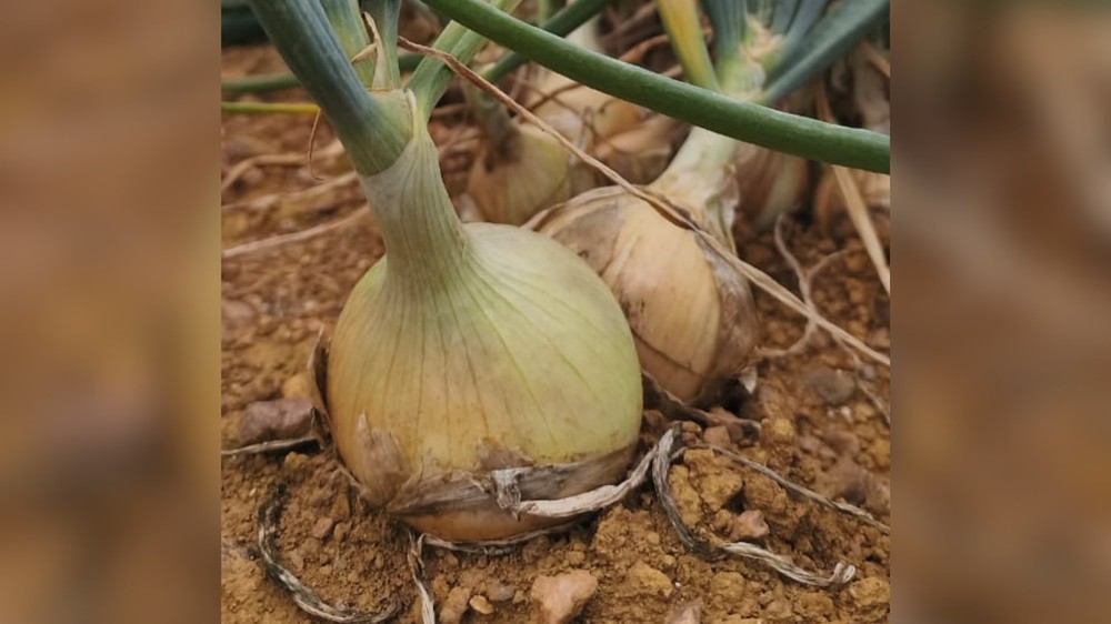 Chuva afeta plantações e preço da cebola dispara em Araxá e região