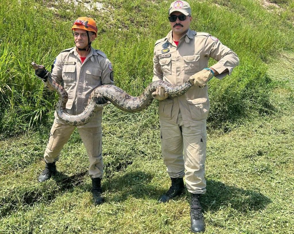 Jiboia de 4 metros é capturada pelos bombeiros perto de condomínio de Cuiabá