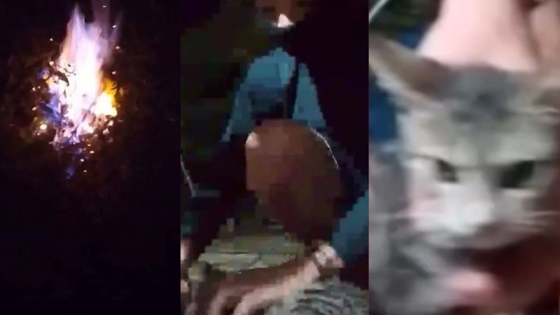 Adolescente confessa à polícia que torturava e matava gatos durante transmissões na internet, no PA