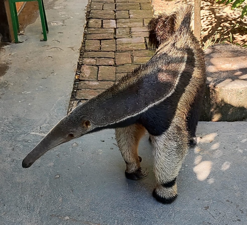 Dalila, tem 3 anos e chegou na pousada quando ainda filhote — Foto: Tarso Lopes