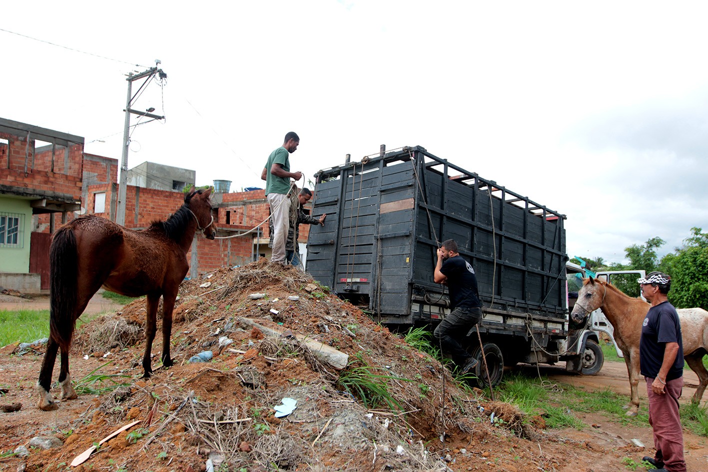 Macaé reforça apreensão de animais de grande porte soltos nas ruas