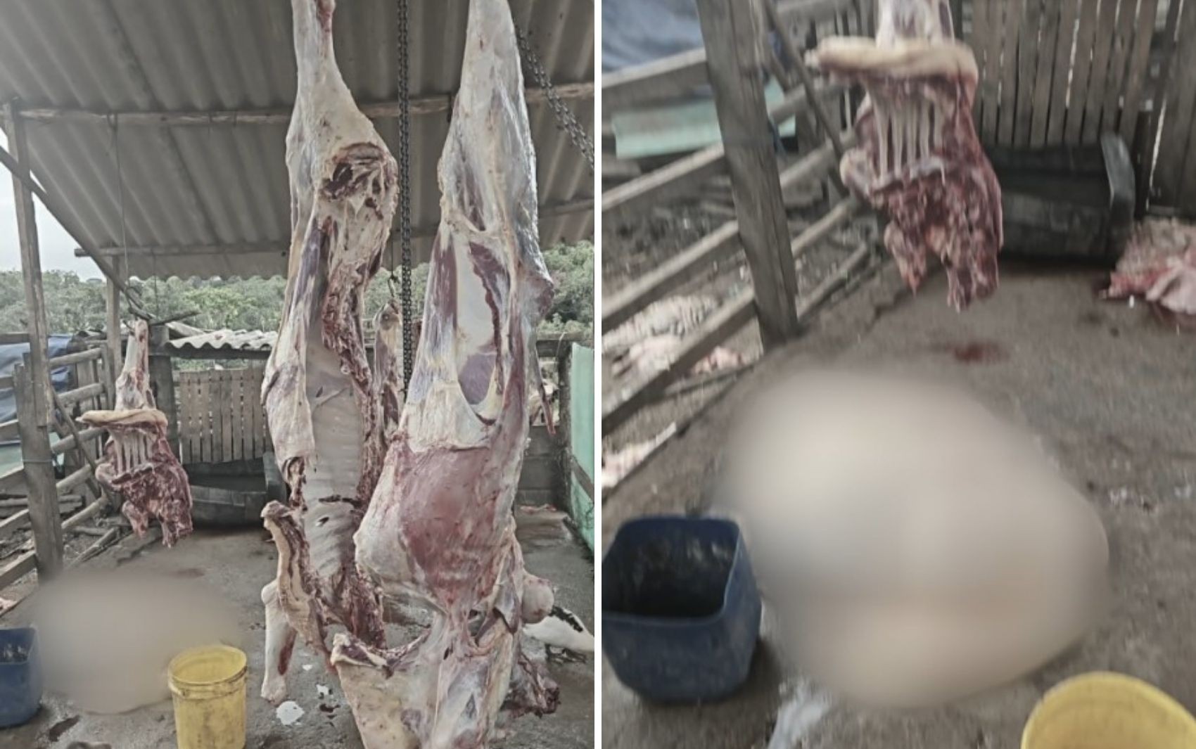Polícia fecha matadouro clandestino, acha gado furtado e investiga se carnes eram vendidas para açougues no interior de SP