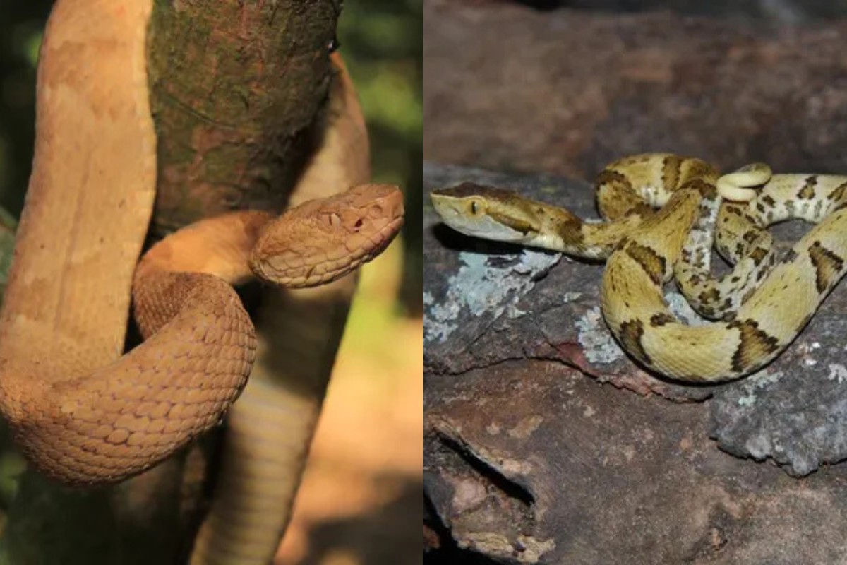 Você Não Tá Convidada pro Meu Bat Mitzvá!