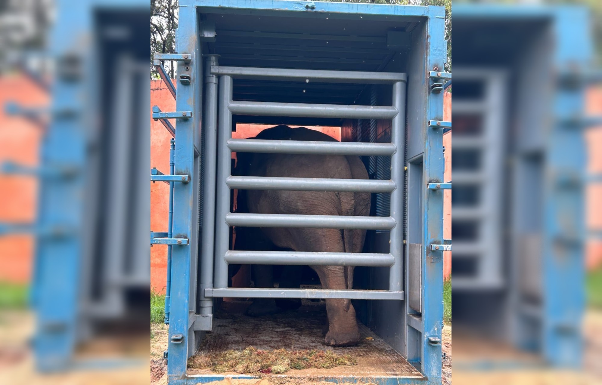 Elefante Sandro entra em caixa de transporte no zoo de Sorocaba e inicia adaptação para viagem ao Santuário de MT