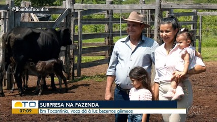 Vaca dá à luz bezerros gêmeos e surpreende família em Tocantínia