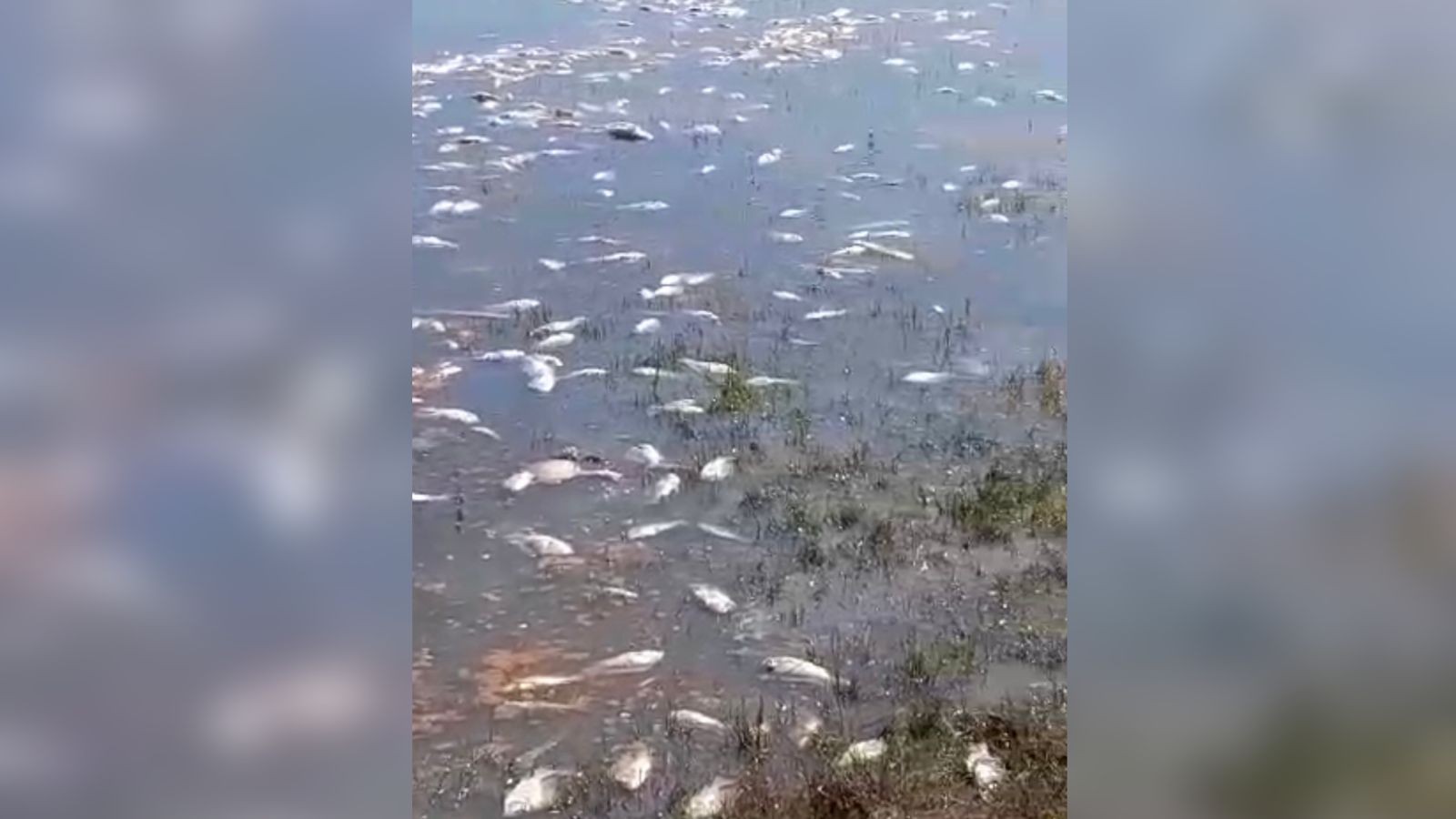 Moradores de comunidades do Lago Grande registram mortes de peixes nos rios devido à vegetação 