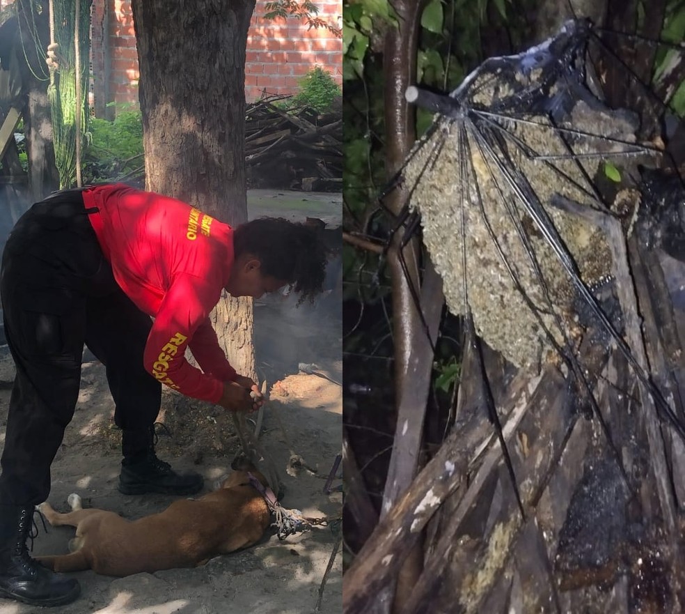 Abelhas-italianas atacam e matam cães em residência no Norte do PI — Foto: Grupo de Resgate Voluntário de Barras