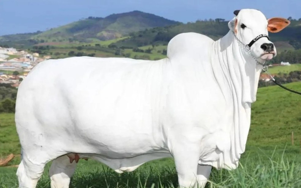 Viatina-19 FIV Mara Móveis: vaca mais valorizada do mundo é de Nova Iguaçu, Goiás — Foto: Arquivo Pessoal/Rubens Ferreira