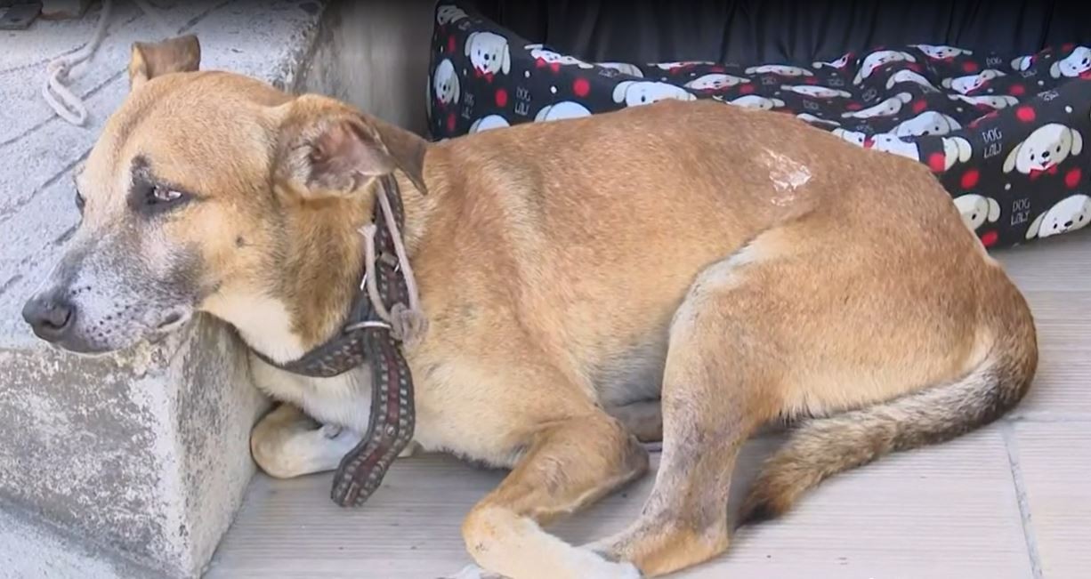 Cachorro atropelado por motorista que fugiu sem prestar socorro recebe alta após cirurgia