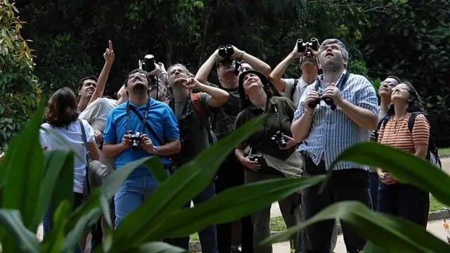 'Banho de floresta': como passar mais tempo na natureza pode ajudar a curar a solidão