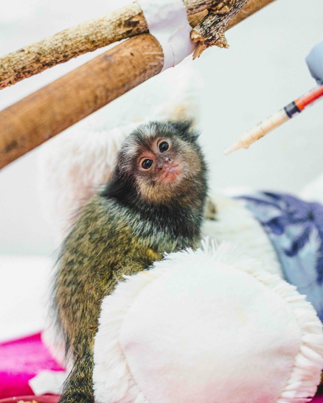 Pele de tilápia, transfusão de sangue e tomografia: hospital veterinário oferece 'tratamento de luxo' para animais silvestres no DF