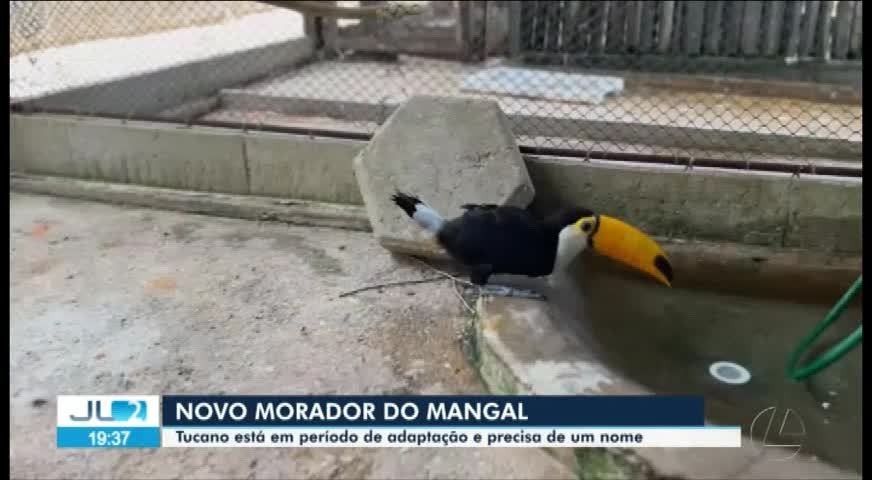 VÍDEOS: Jornal Liberal 2ª Edição de terça-feira, 12 de novembro de 2024