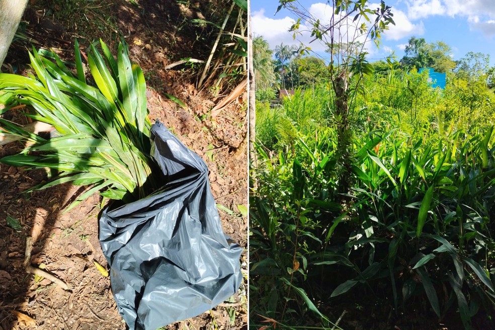 Dupla foi multada por manter plantas nativas em depósito sem licença ambiental em Registro (SP)' — Foto: Polícia Militar Ambiental
