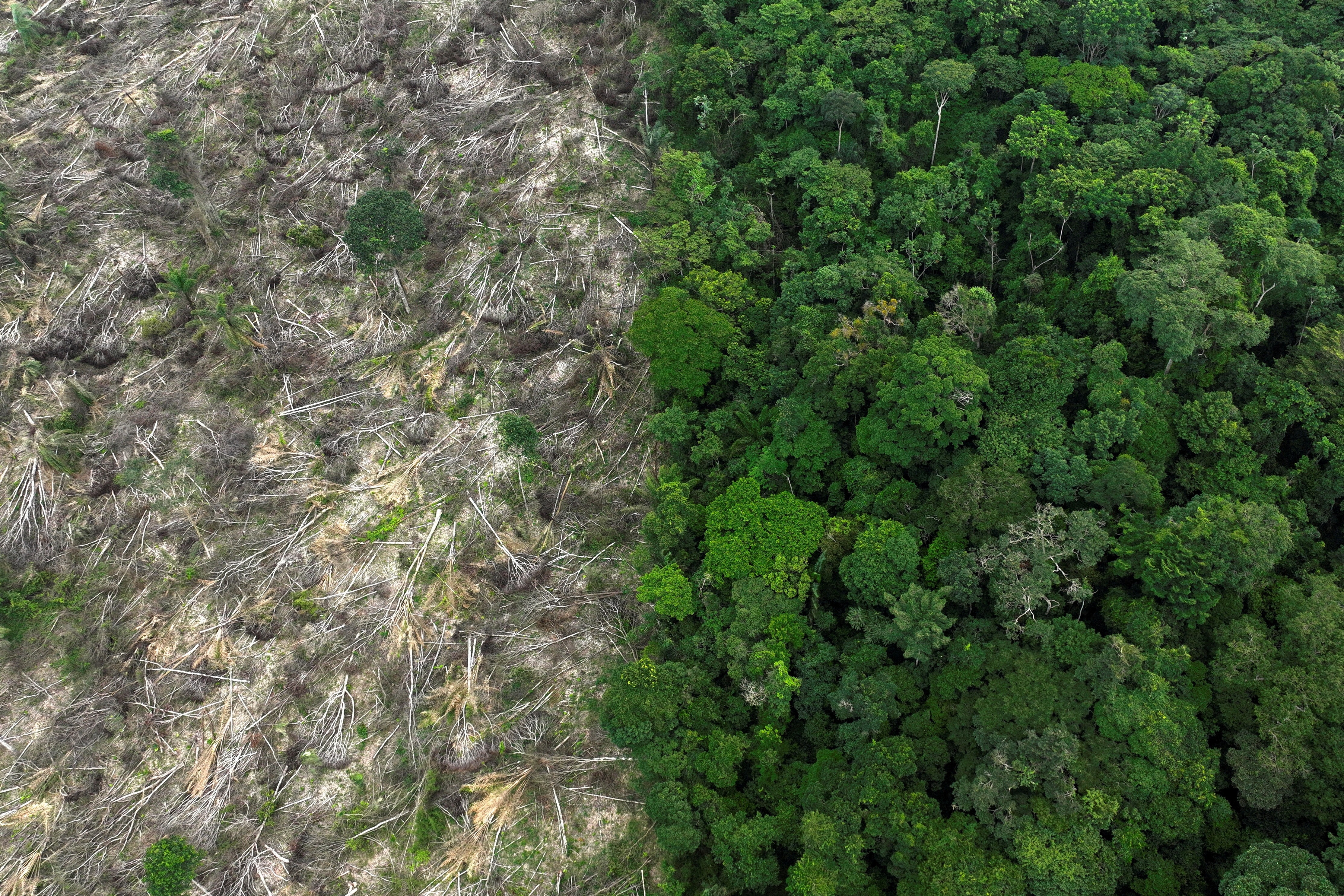 Crimes na Amazônia Legal: Rondônia se destaca nos registros de incêndios criminosos e infrações ambientais