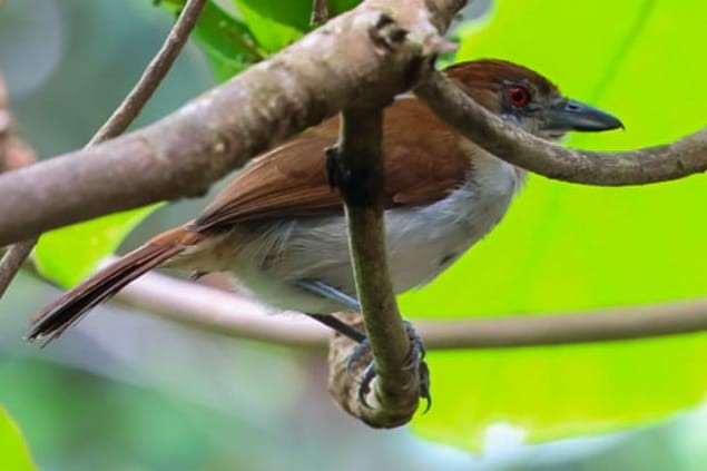 Casal de observadores faz primeiro registro de choró-boi para Peruíbe