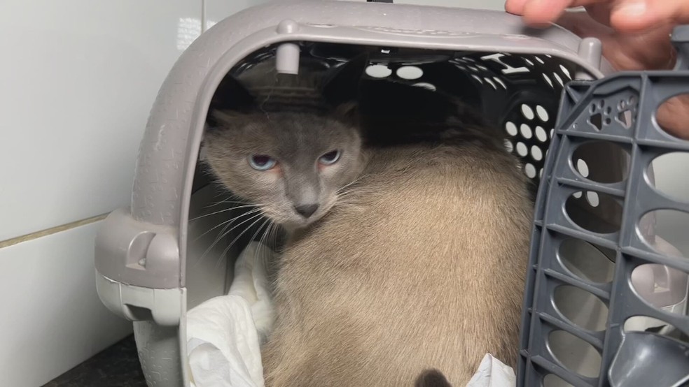 3 de 3
Gato Pingo tamb&eacute;m est&aacute; com a sua carteirinhas de vacina&ccedil;&atilde;o em dia &mdash; Foto: Reprodu&ccedil;&atilde;o/TV TEM
