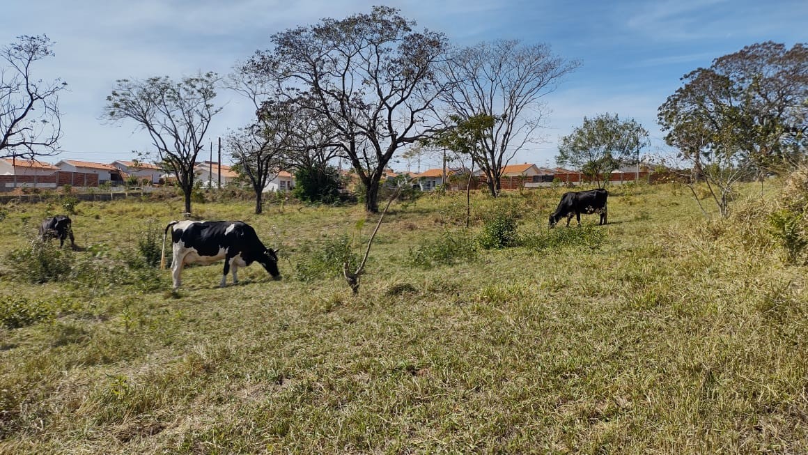 Idoso é multado em R$ 3,4 mil por utilizar área de reflorestamento para pastoreio de gado em Caiuá