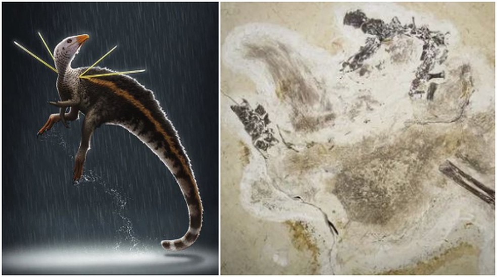 Ubirajara jubatus viveu há cerca de 110 e 115 milhões de anos e é o dinossauro mais antigo da Bacia do Araripe. Em junho, a Alemanha devolveu o importante fóssil ao Brasil. — Foto: Divulgação