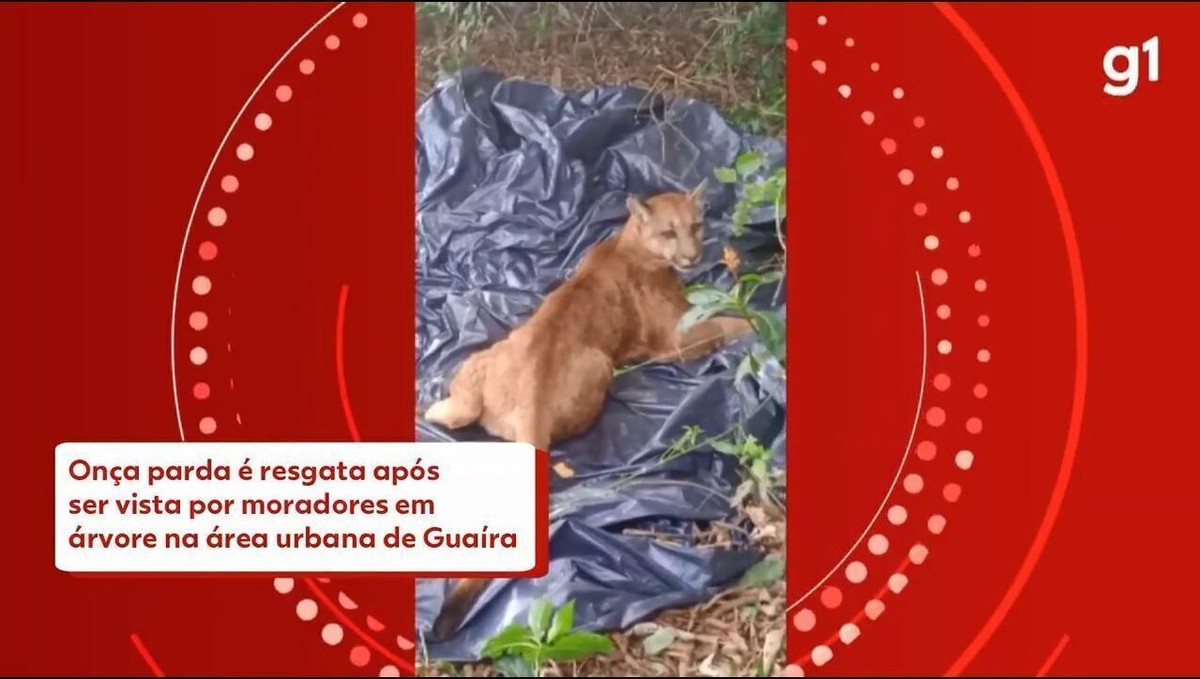 A volta da onça-parda, um felino resiliente - reaparecimento no Rio de  Janeiro