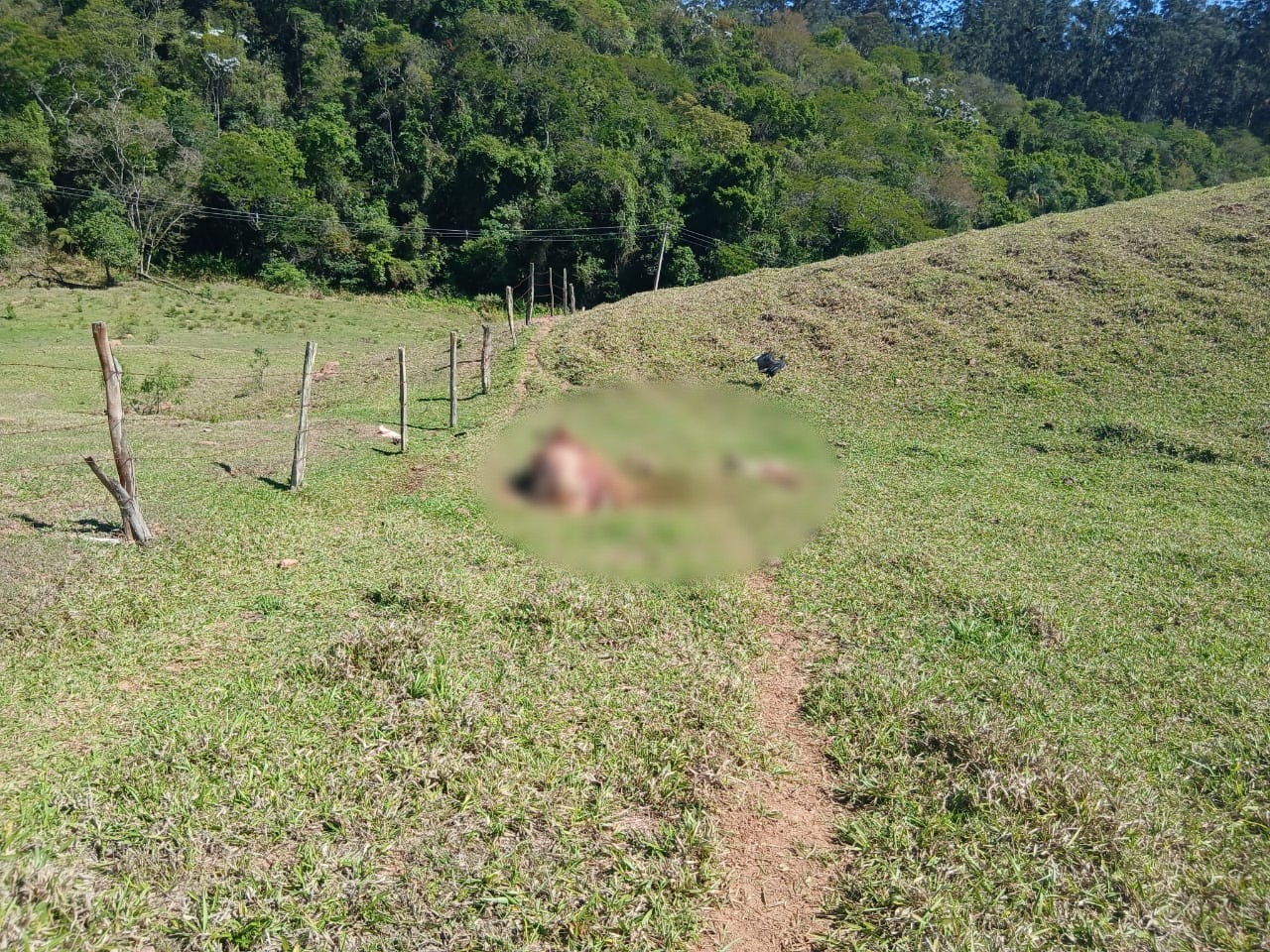 Criminosos invadem sítio, matam e desossam vacas e fogem com carne no interior de SP