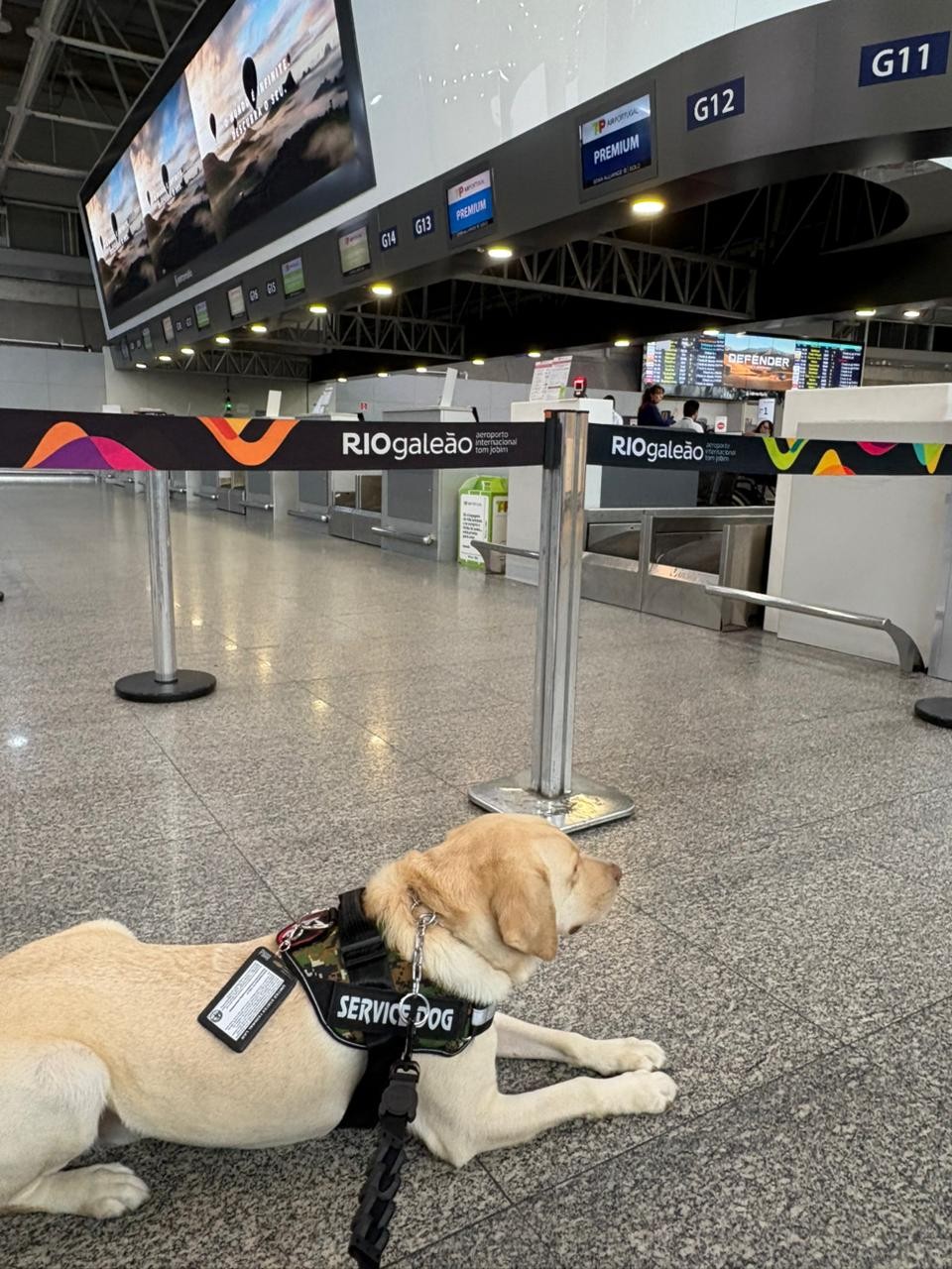 Voo do Rio para Lisboa é cancelado após TAP recusar embarcar cão de serviço mesmo com ordem judicial
