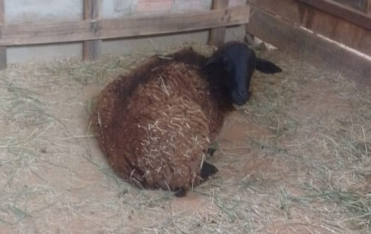 Carneiro flagrado 'passeando' em telhado de loja fugiu de rancho e andou três quilômetros: 'É bem rebelde', diz tutora