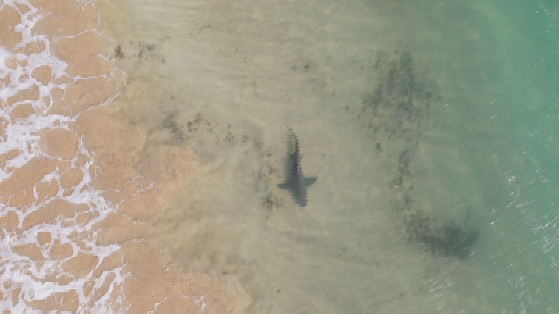 Pernambuco lança edital e volta a monitorar tubarões com microchips depois de onze anos