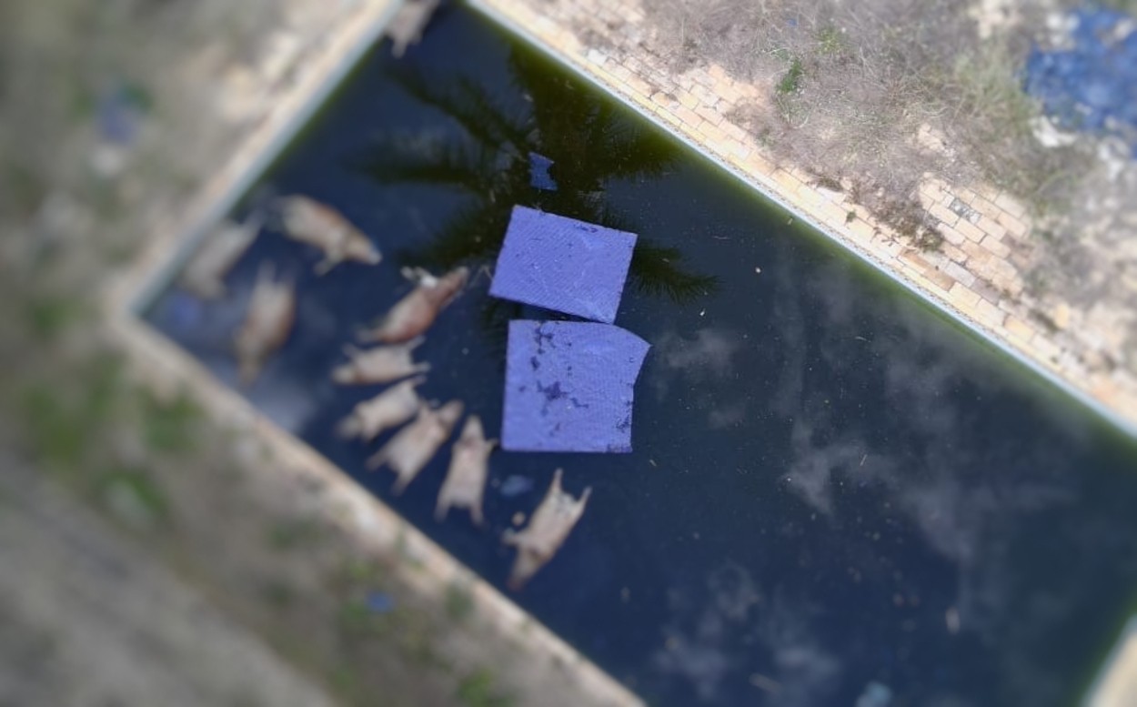 Capivaras são encontradas mortas em piscina no interior de SP