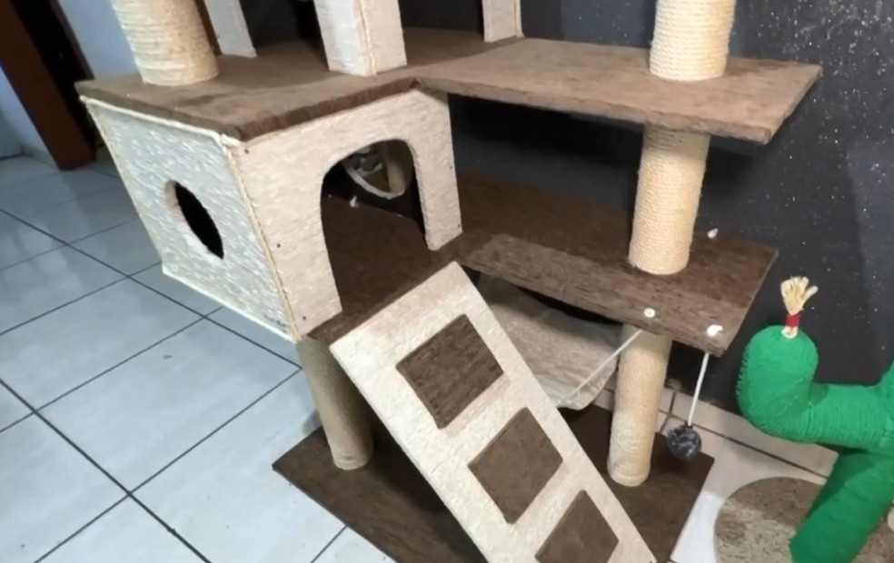 Gatificação estimula o exercício e proporciona bem-estar para gatos — Foto: Reprodução/TV TEM