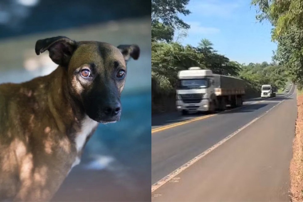 Veto a projeto que obrigava motoristas a socorrer animais atropelados é mantido em Teresina — Foto: Fabiane de Paula/TV Tem
