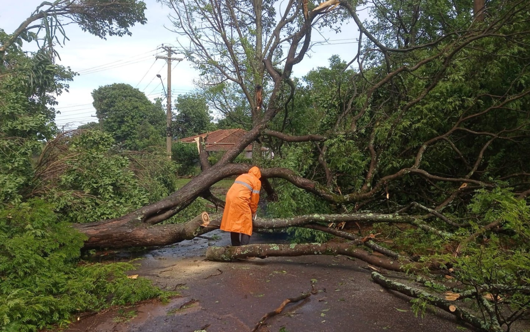 Chuva derruba árvores e deixa distrito isolado em Santa Rosa de Viterbo, SP