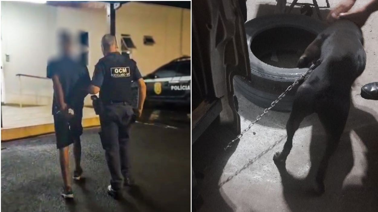 Homem é preso por maus-tratos a pitbull após ser flagrado em vídeo agredindo o animal