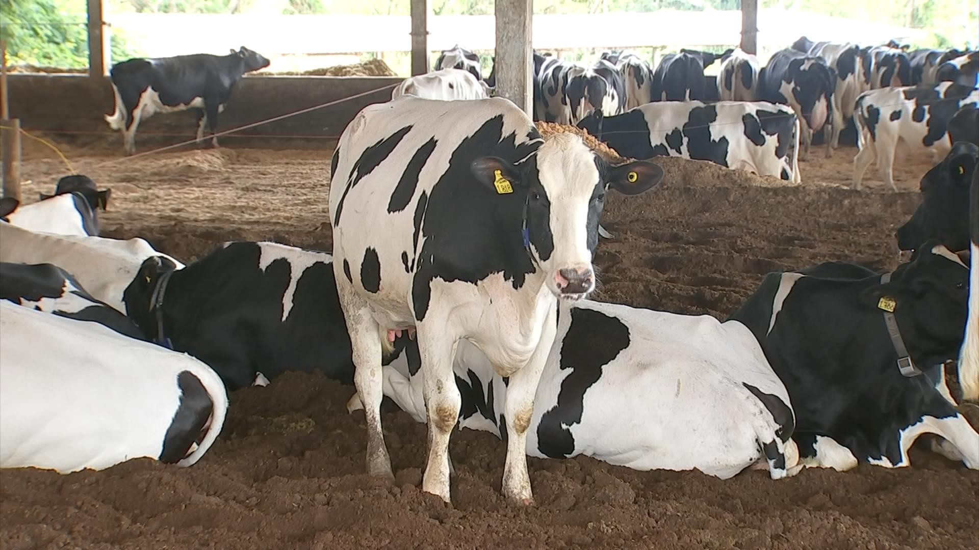 Raça holandesa é sinônimo de alta produtividade na pecuária leiteira