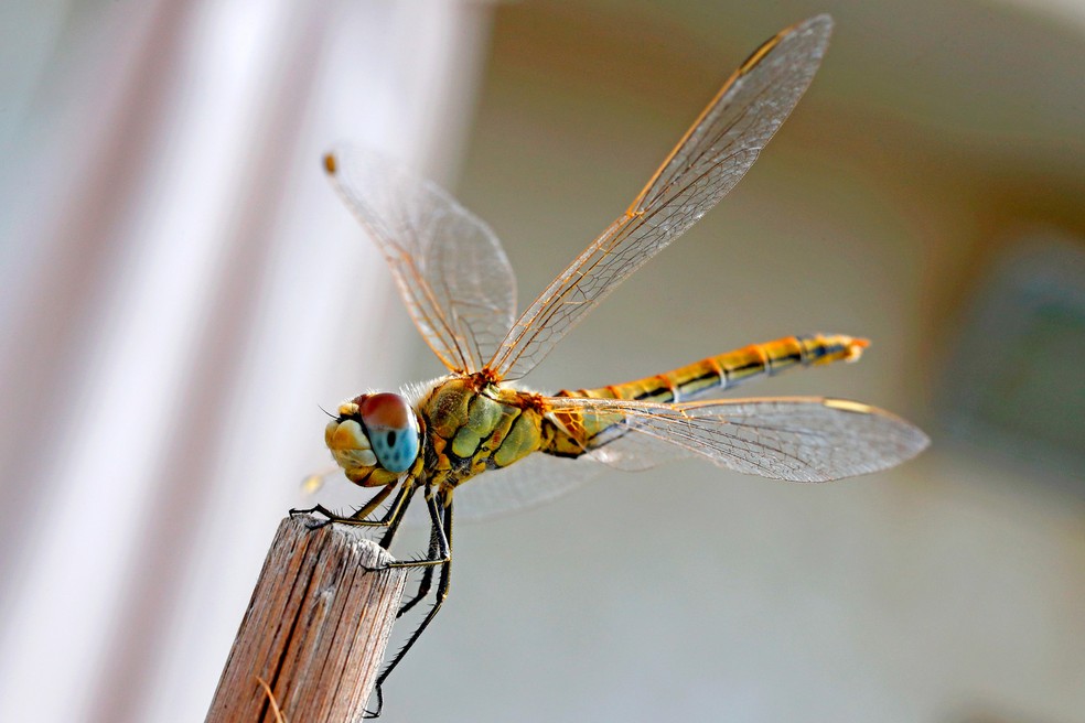 Uma liblula (Sympetrum meridionale)  vista em Netanya, cidade na costa mediterrnea de Israel  Foto: Jack Guez/AFP
