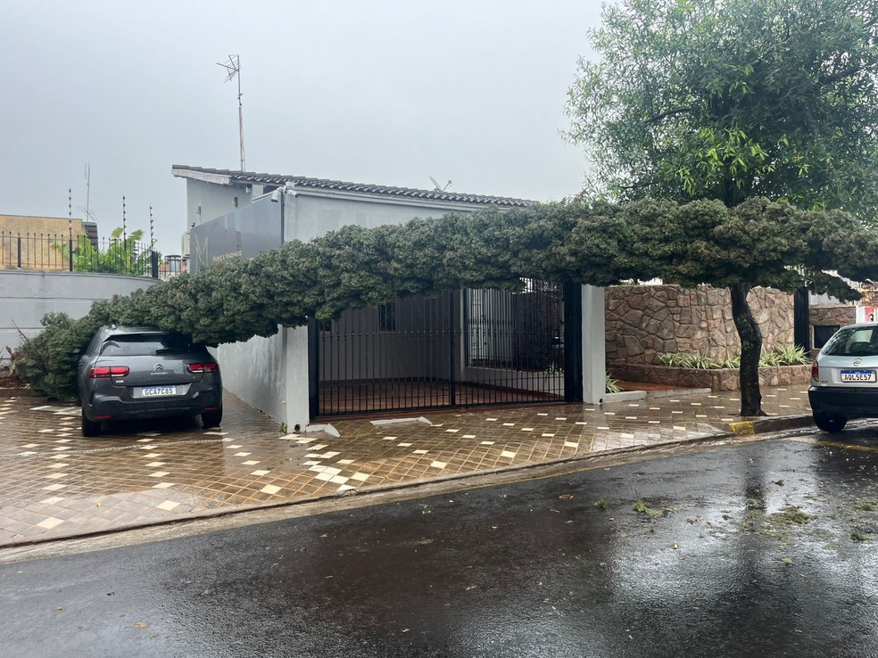 Carros foram atingidos por árvores que caíram durante chuva em Lins (SP) — Foto: Divulgação/Nova TV Lins