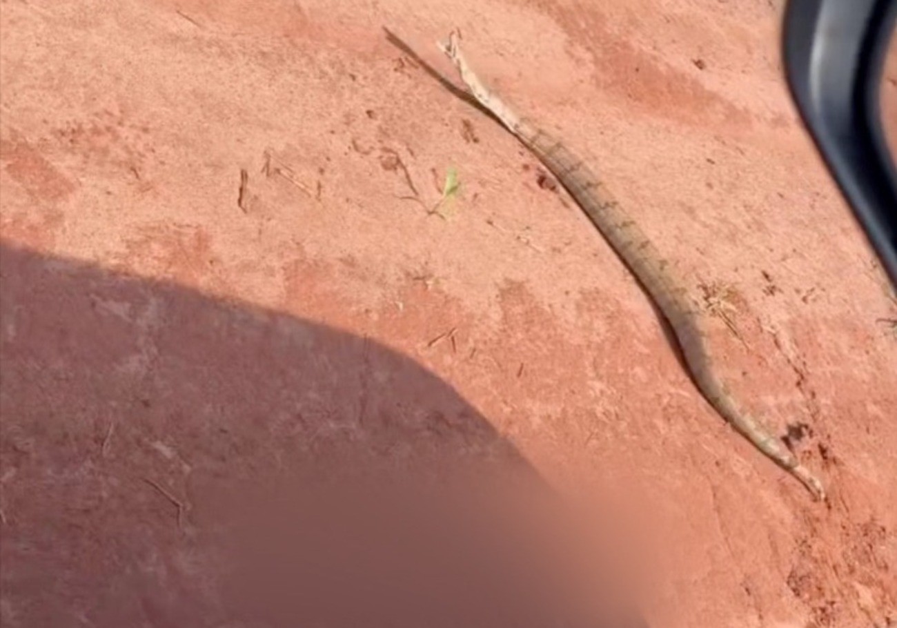 Agrônoma registra bote de jiboia em lavoura e brinca: 'O dia mais tranquilo da vida'