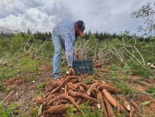 Produtores do interior de SP colhem safra de mandioca