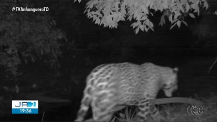 Onça pintada é flagrada por fotógrafo perto do Rio Araguaia