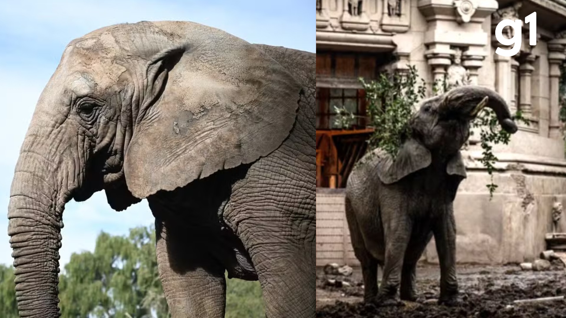 Mortes de elefantas em santuário de MT são investigadas pelo Ibama 