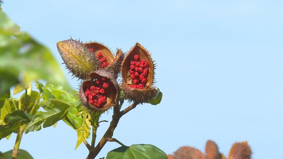 Baixo lucro em safra de urucum preocupa produtores da Nova Alta Paulista — Foto: Reprodução / TV TEM