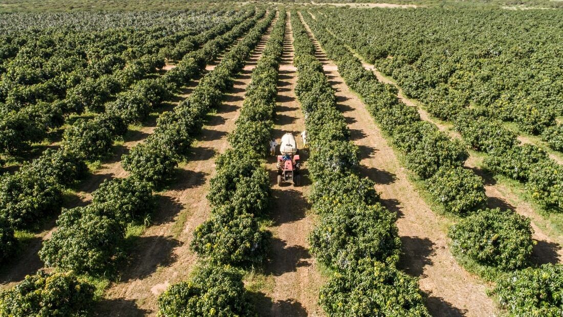 Eventos voltados para a agricultura irrigada em Petrolina começam nesta terça (1°)