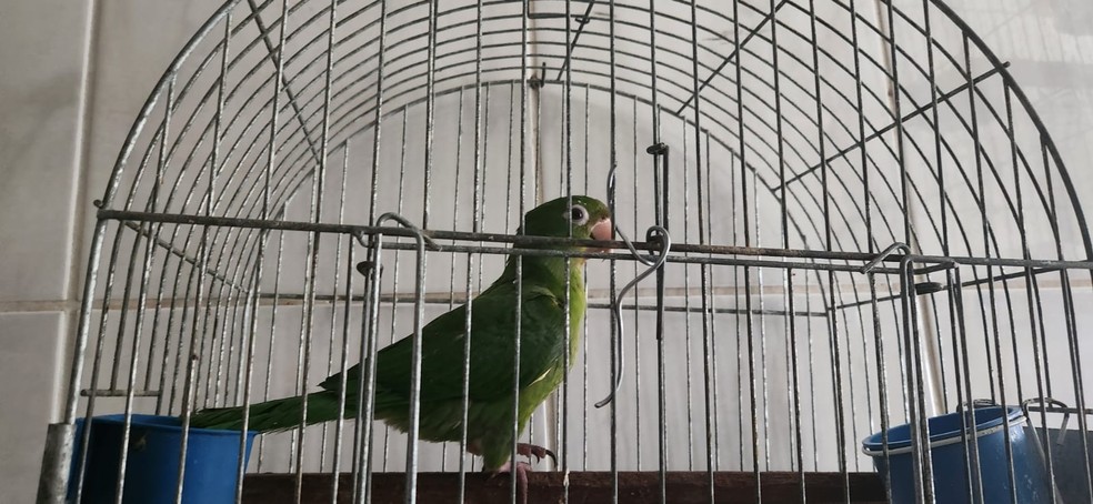  As aves não possuíam anilhas de identificação ou documentos que comprovassem a sua origem. — Foto: Divulgação/Polícia Militar Ambiental