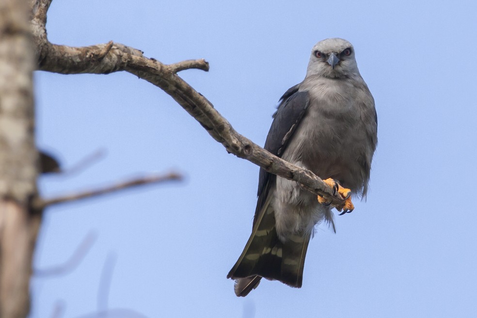 Hábito solitário é comum ao sovi que ocupa áreas como bordas de florestas — Foto: Ricardo Japur/Acervo Pessoal