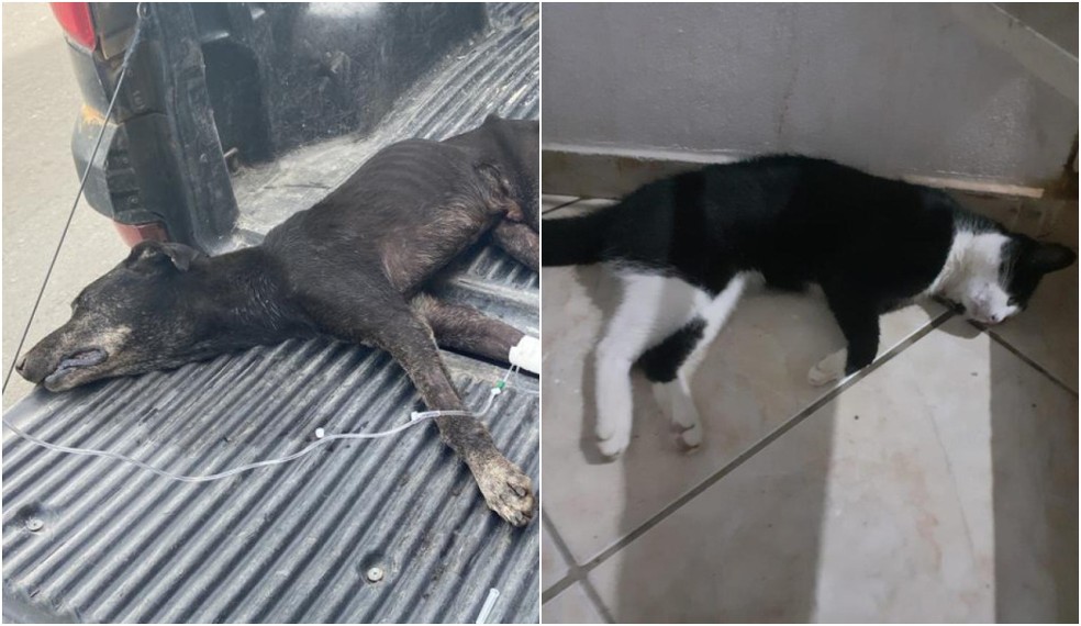 Maioria dos animais foram encontrados mortos no Centro de Laje do Muriaé — Foto: Projeto Animal/Divulgação