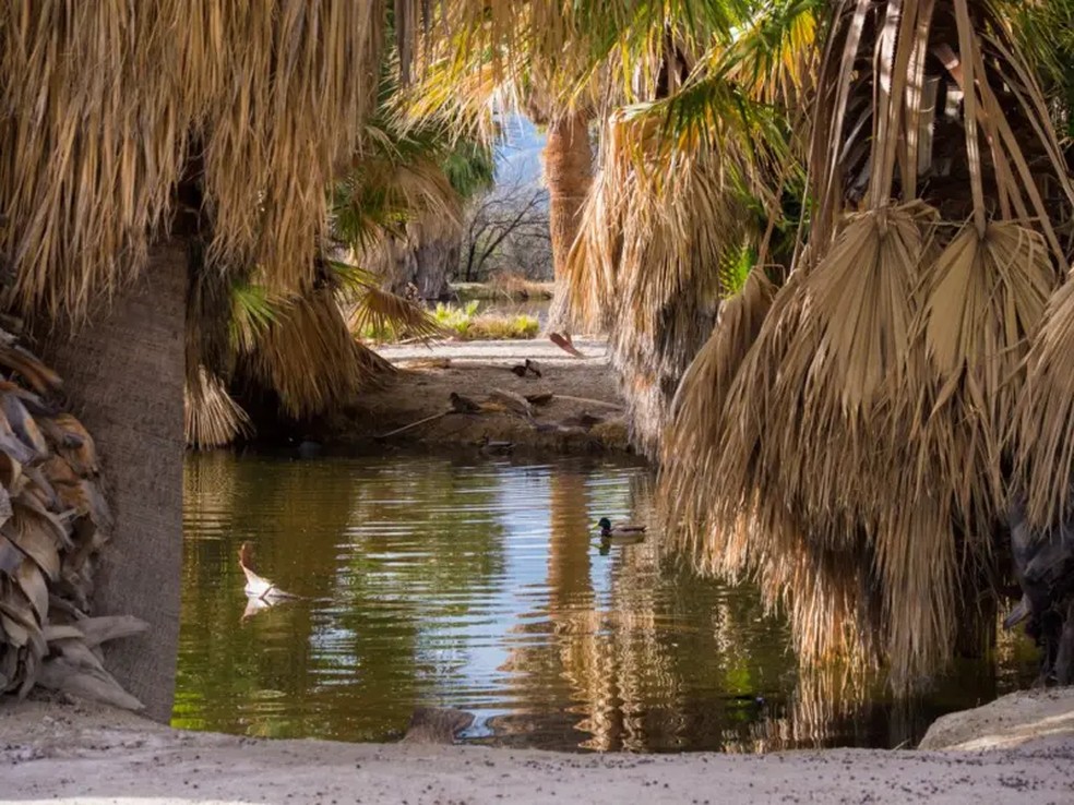 O oásis Agua Caliente é abastecido por um manancial termal natural — Foto: Getty Images via BBC