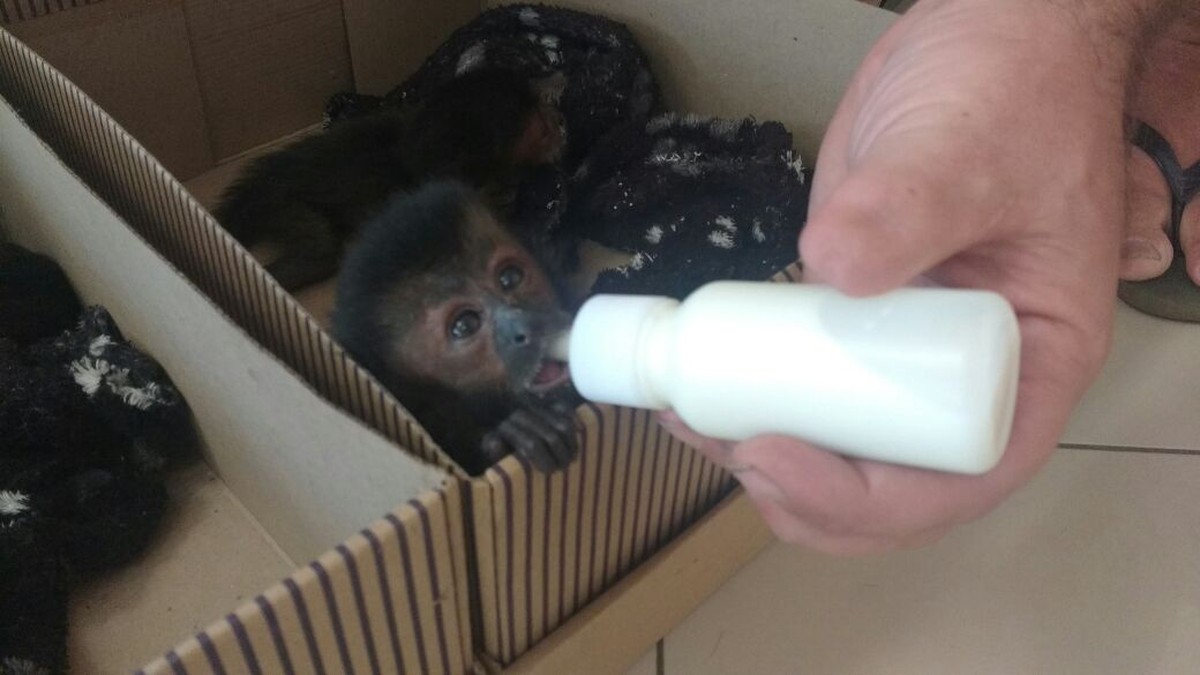 Polícia apreende filhote de macaco-prego que seria vendido, no