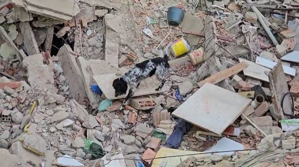 Cães do Corpo de Bombeiros ajudam nas buscas pela idosa soterrada — Foto: Divulgação