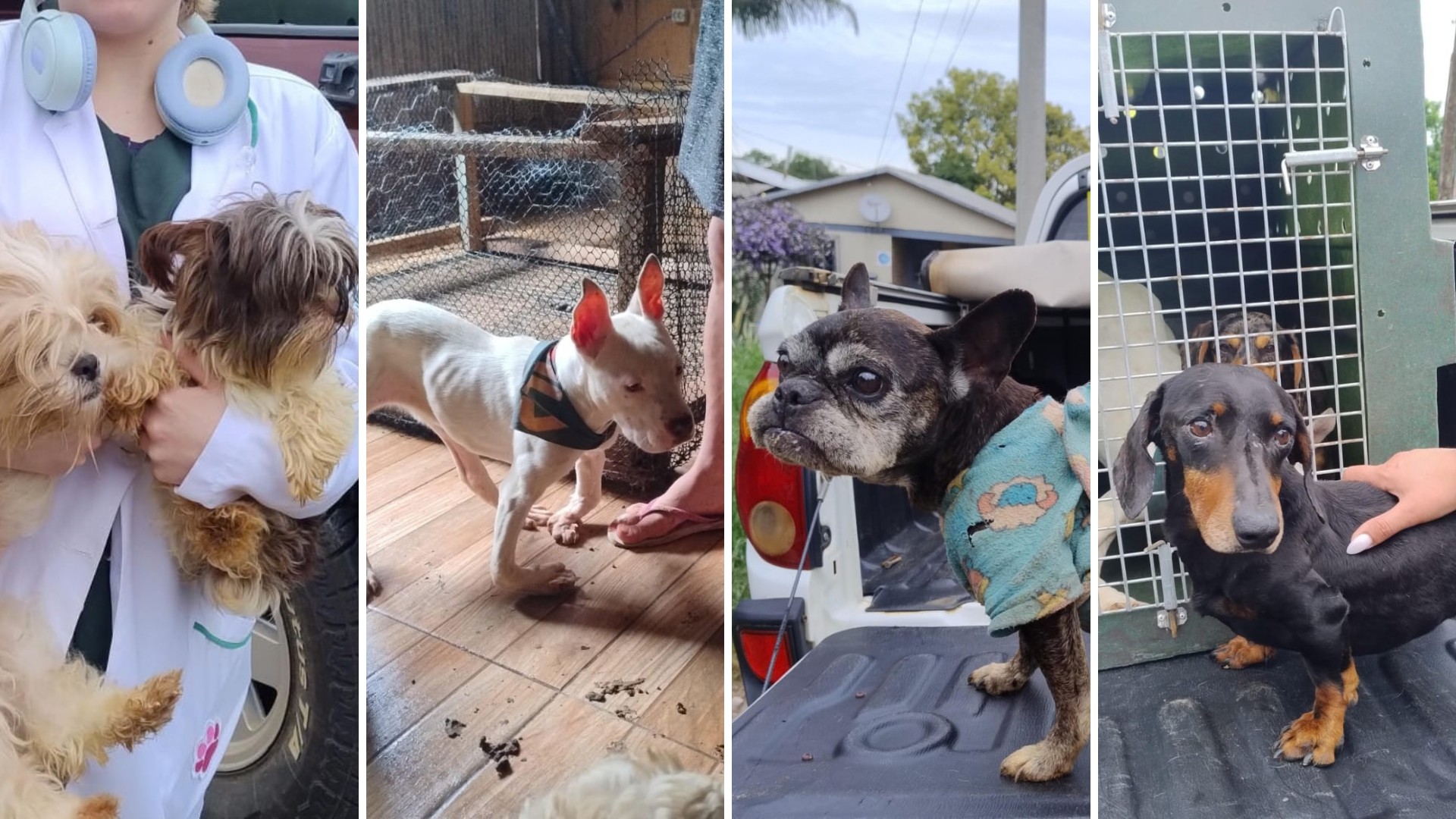 Mulher é presa após polícia encontrar 20 animais em canil clandestino com sinais de desnutrição no RS