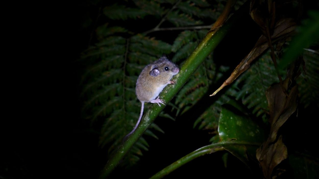 Conheça o ratinho ligado ao hantavírus no Brasil e entenda os reais riscos